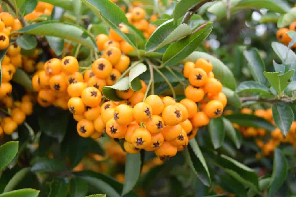 Pyracantha 'Soleil d'Or' <span class="hidden specialOffer"></span> 60-80 cm